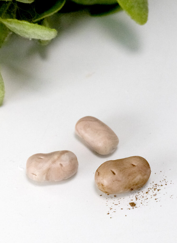 modeling chocolate potatoes